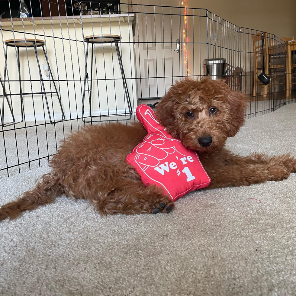 Funny Mini Goldendoodle Poodle Mix Pup