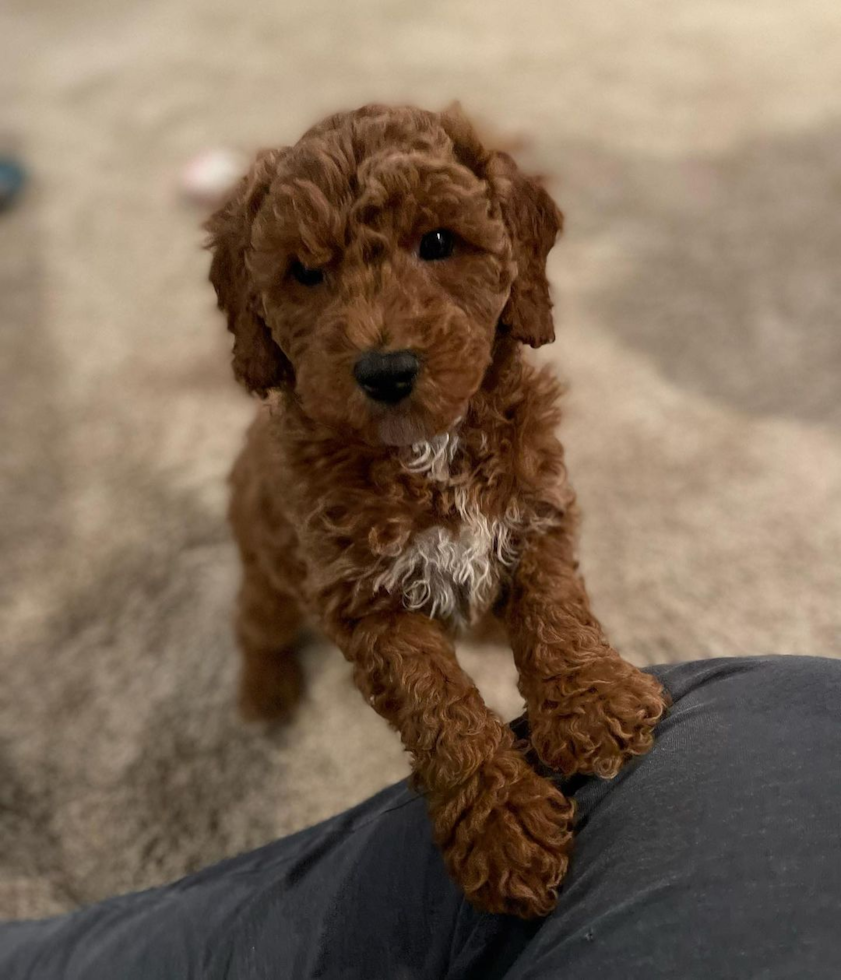 Smart Mini Goldendoodle Poodle Mix Pup