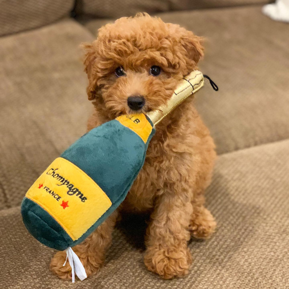 Petite Mini Goldendoodle Poodle Mix Pup