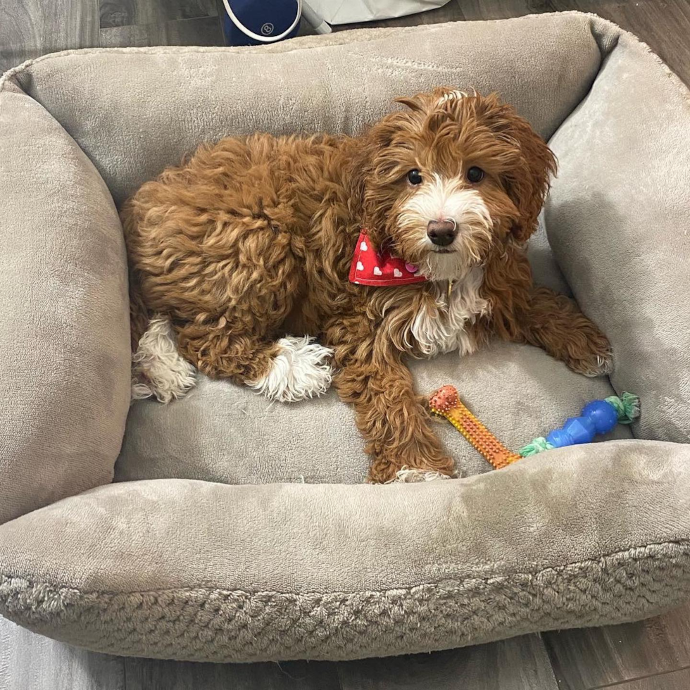 Mini Goldendoodle Being Cute