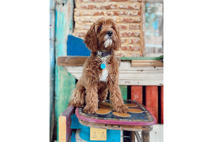 Playful Cavoodle Poodle Mix Puppy