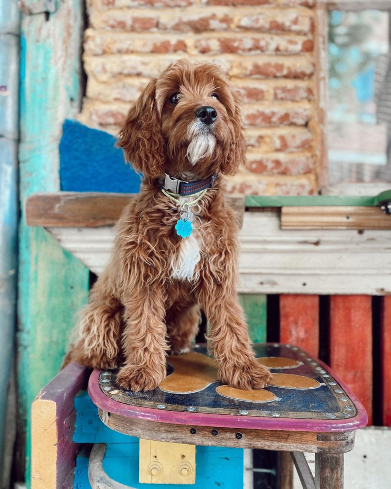 Funny Cavapoo Poodle Mix Pup