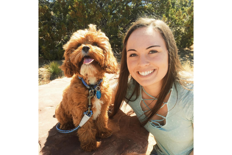 Cavapoo Puppy for Adoption