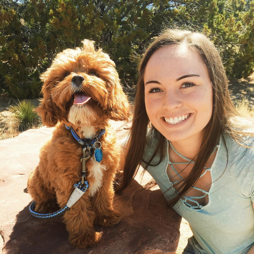 Energetic Cavoodle Poodle Mix Pup