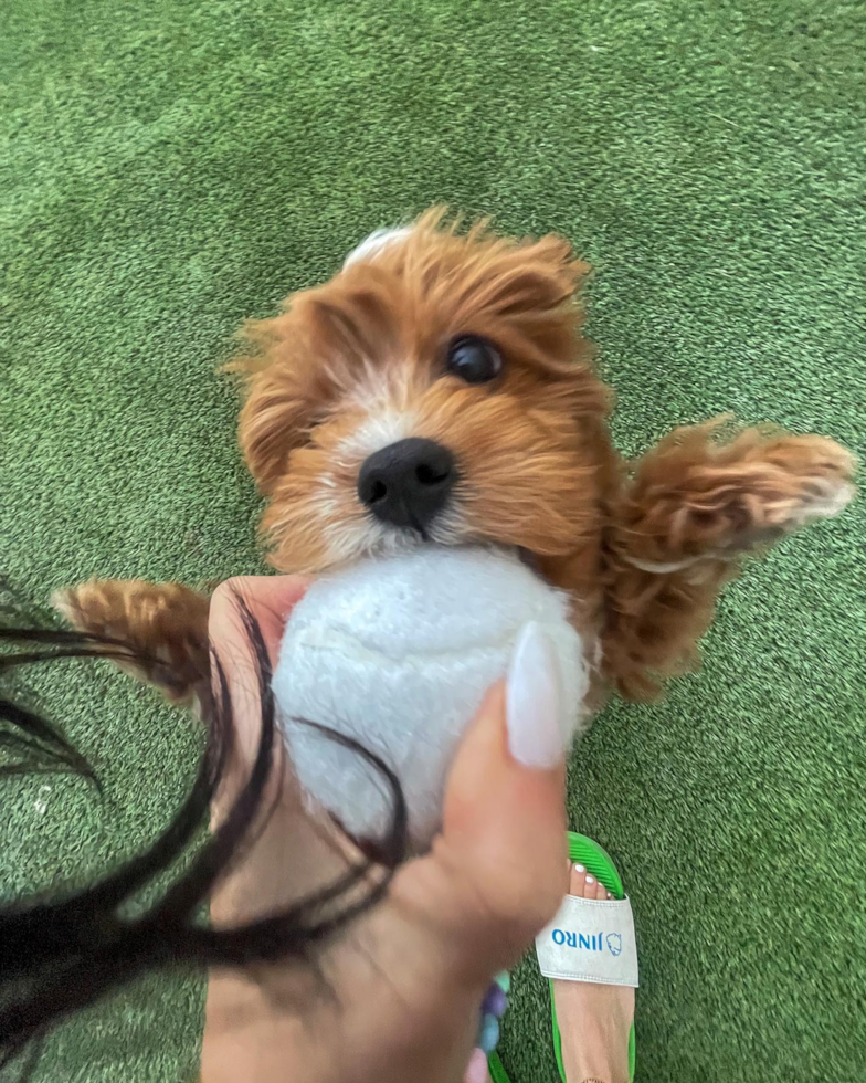 Little Cavoodle Poodle Mix Pup