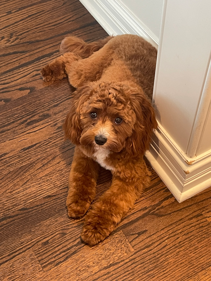 Cavapoo Pup