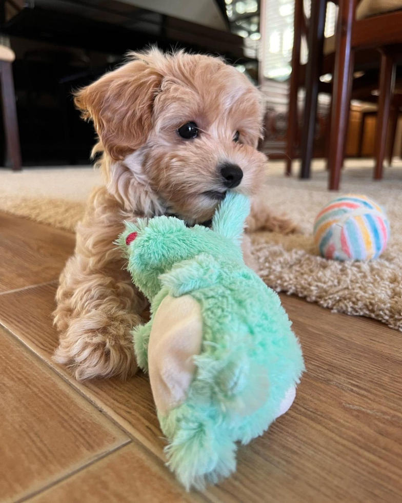 Happy Maltipoo Pup in Irvine CA