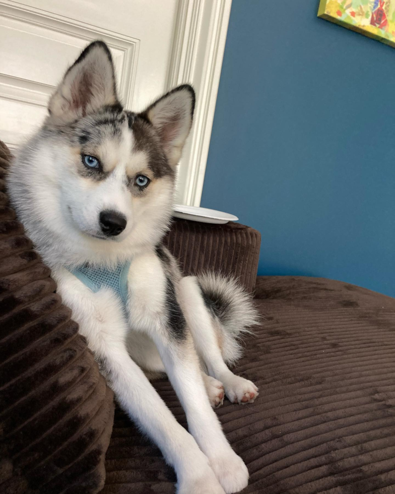 Friendly Pomsky Pup