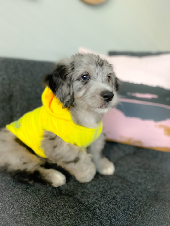 Energetic Bernadoodle Poodle Mix Pup