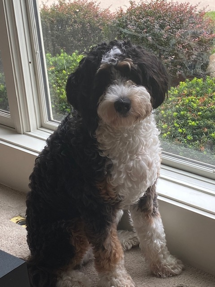 Playful Bernadoodle Poodle Mix Pup