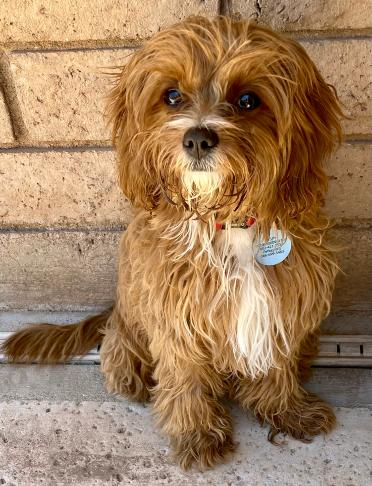 Playful Cavoodle Poodle Mix Pup