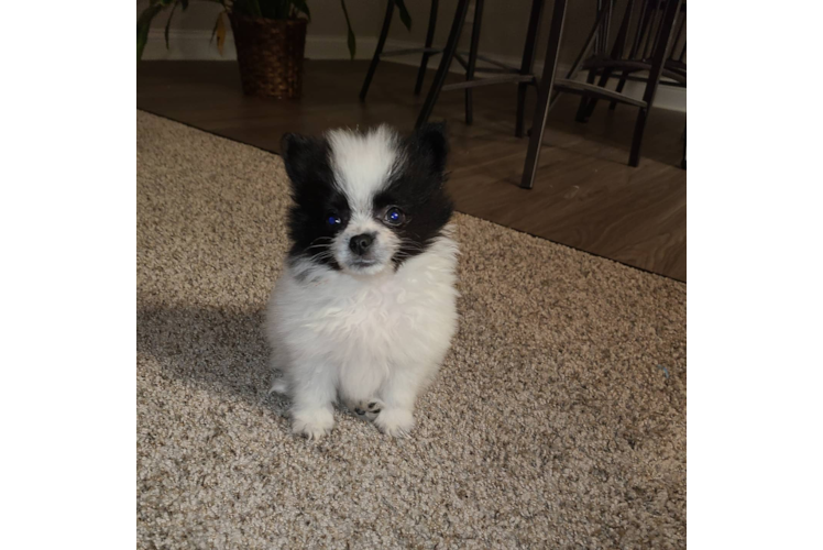 Pomeranian Puppy for Adoption