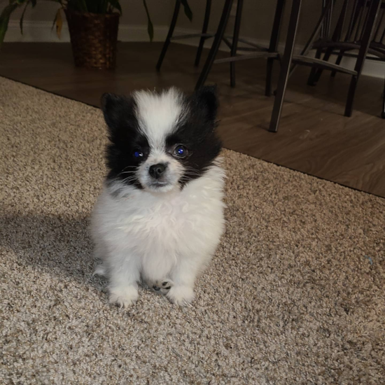 Fluffy Pomeranian Purebred Pup