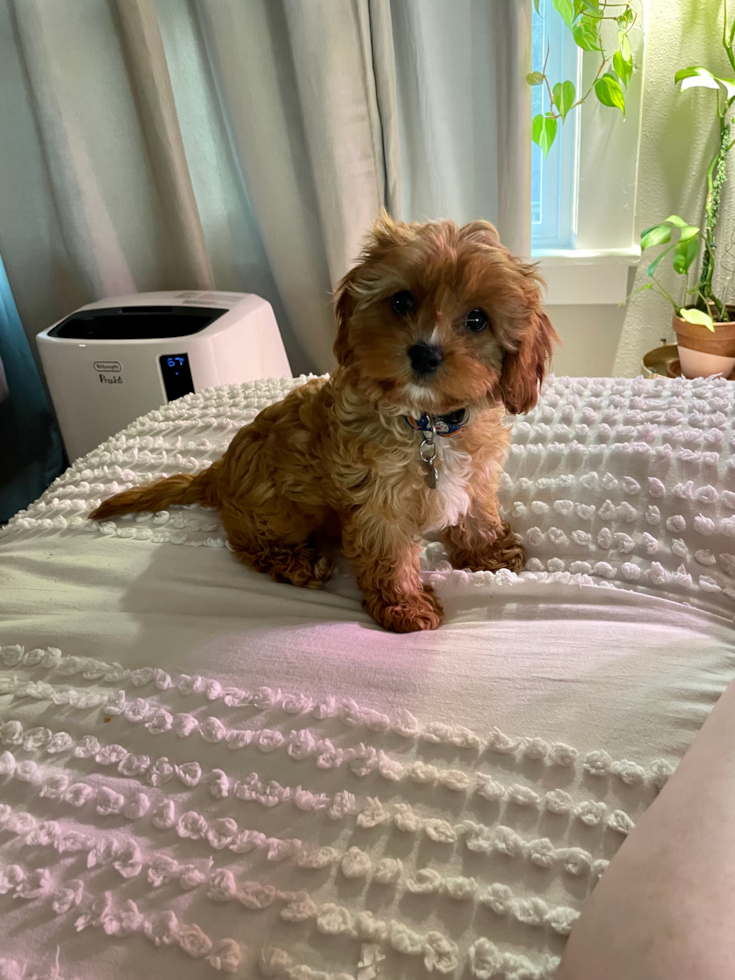 Friendly Cavapoo Pup in Seattle WA