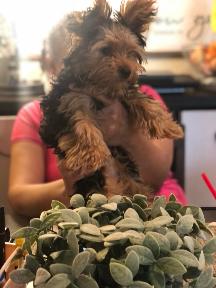 Mesa Yorkshire Terrier Pup