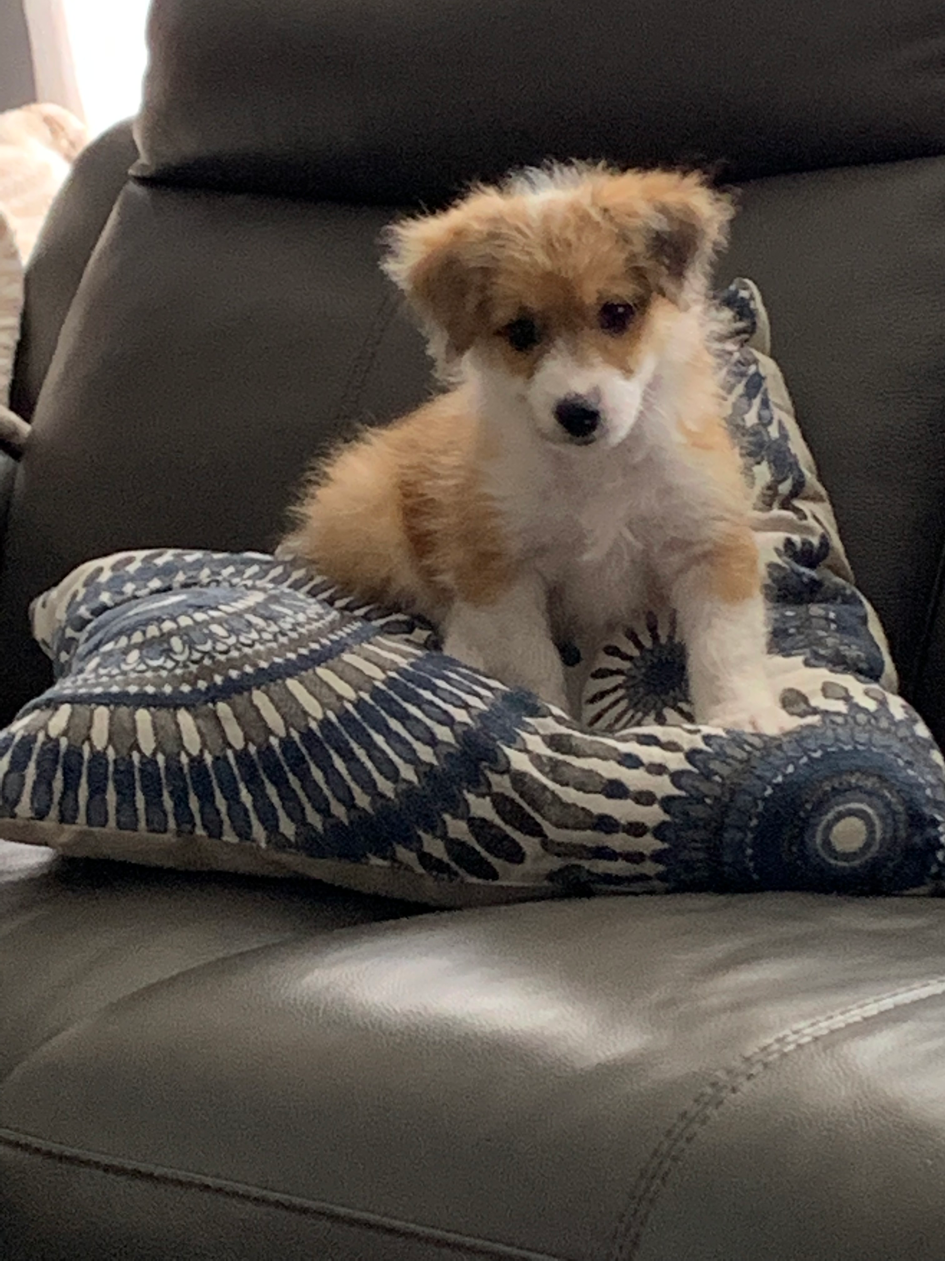 Aussiechon Pup Being Cute