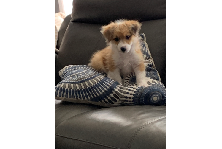 Aussiechon Pup Being Cute