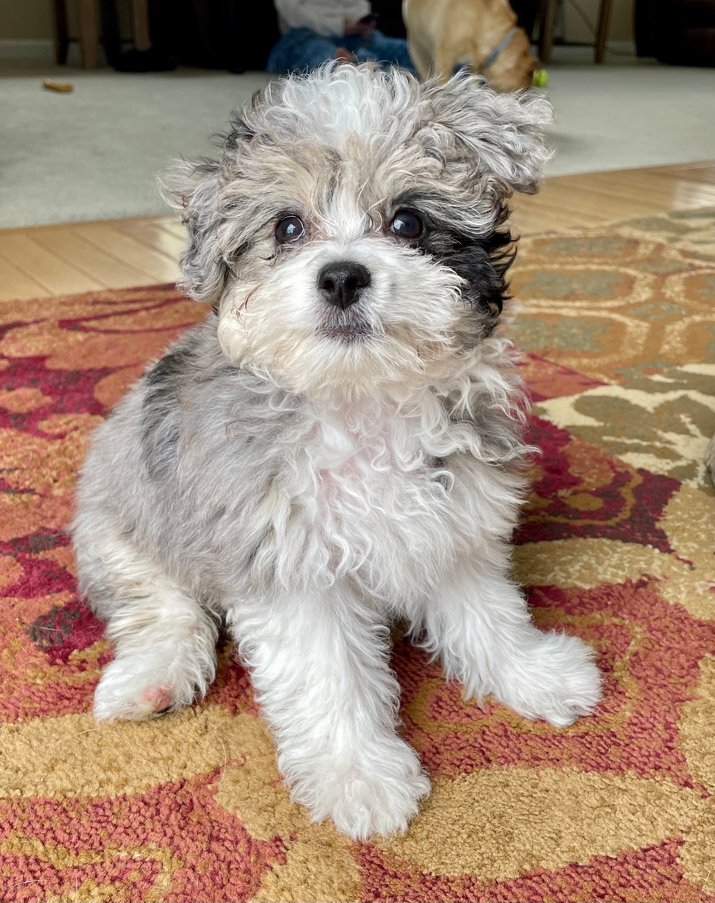 Fluffy Aussiechon Designer Pup