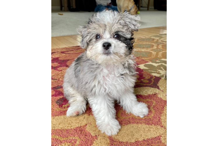 Fluffy Aussiechon Designer Pup