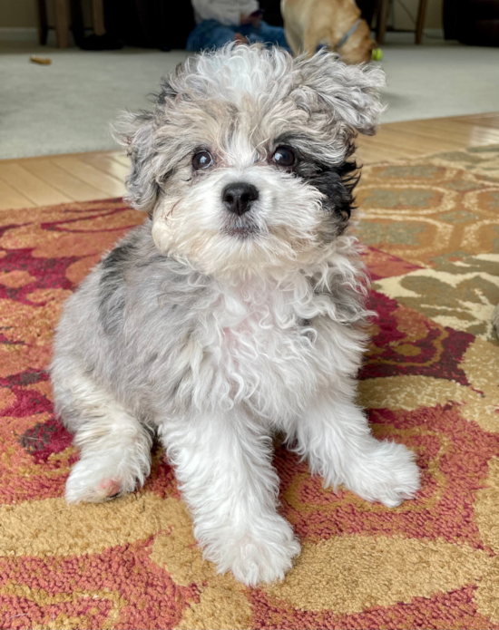 Sweet Aussiechon Pup in Hudson NH