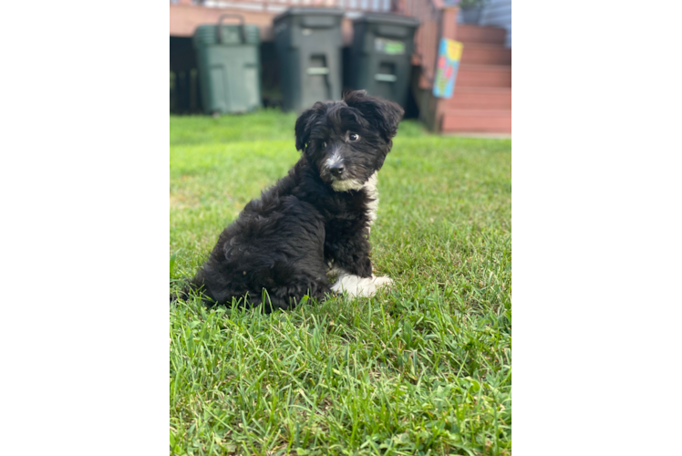 Aussiechon Puppy for Adoption