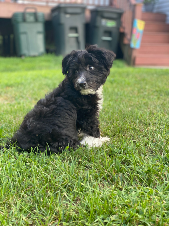 Small Aussiechon Pup