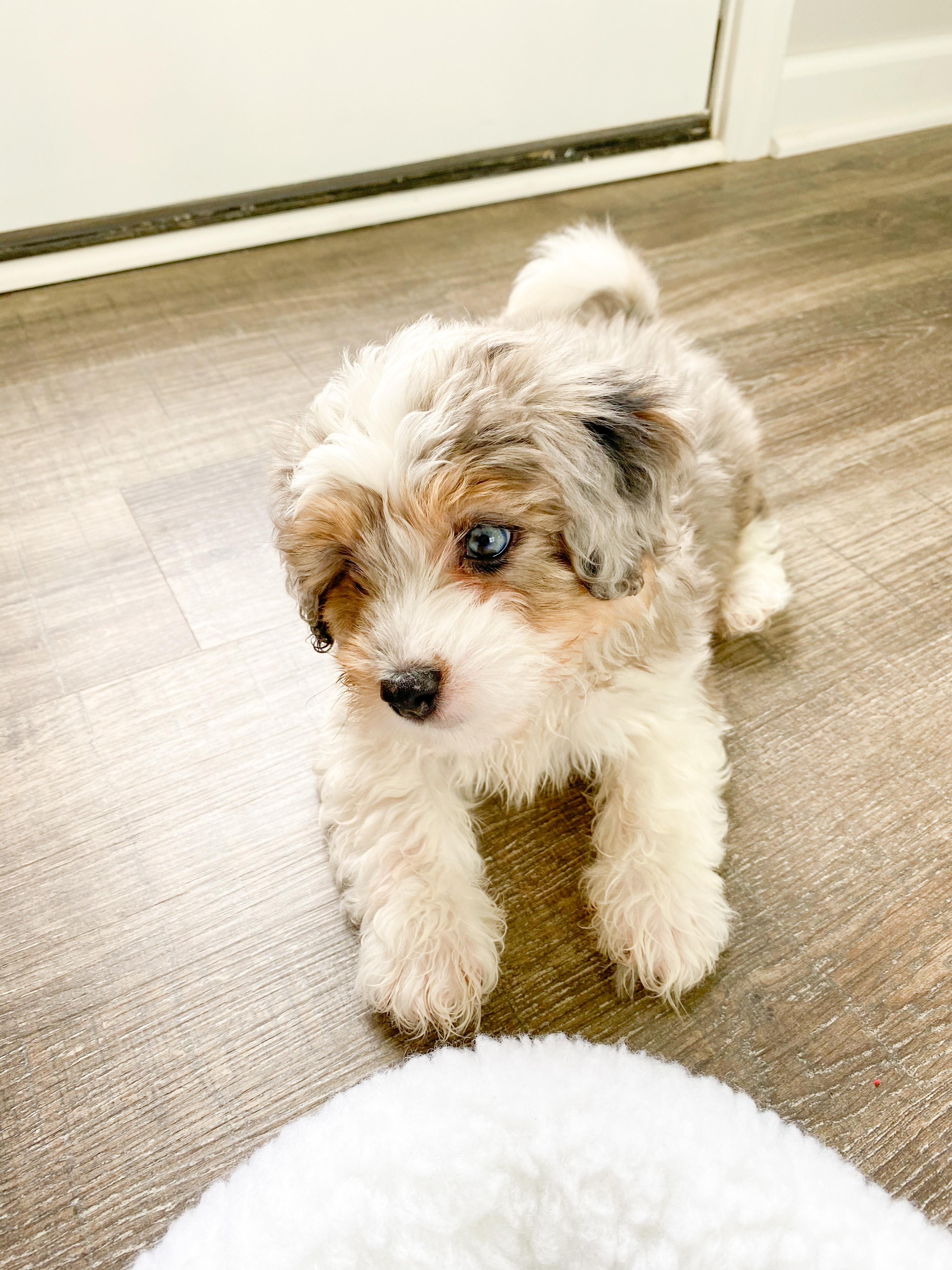 Aussiechon Pup Being Cute