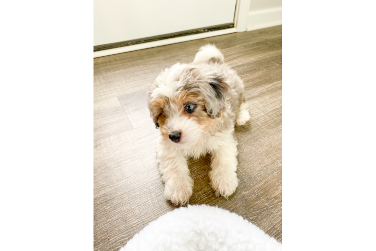 Aussiechon Pup Being Cute