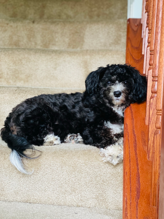 Sweet Aussiechon Pup