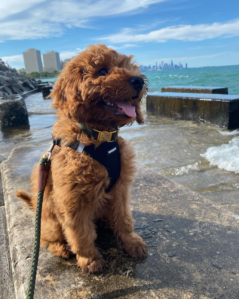 Smart Mini Goldendoodle Poodle Mix Pup