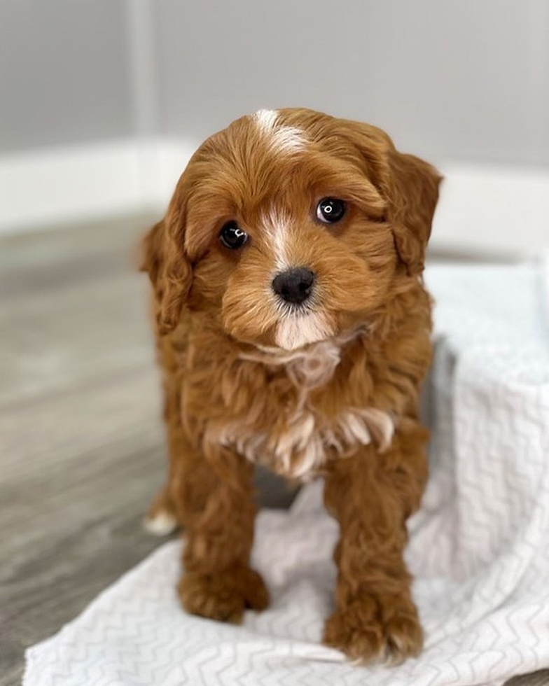 Cavapoo Being Cute