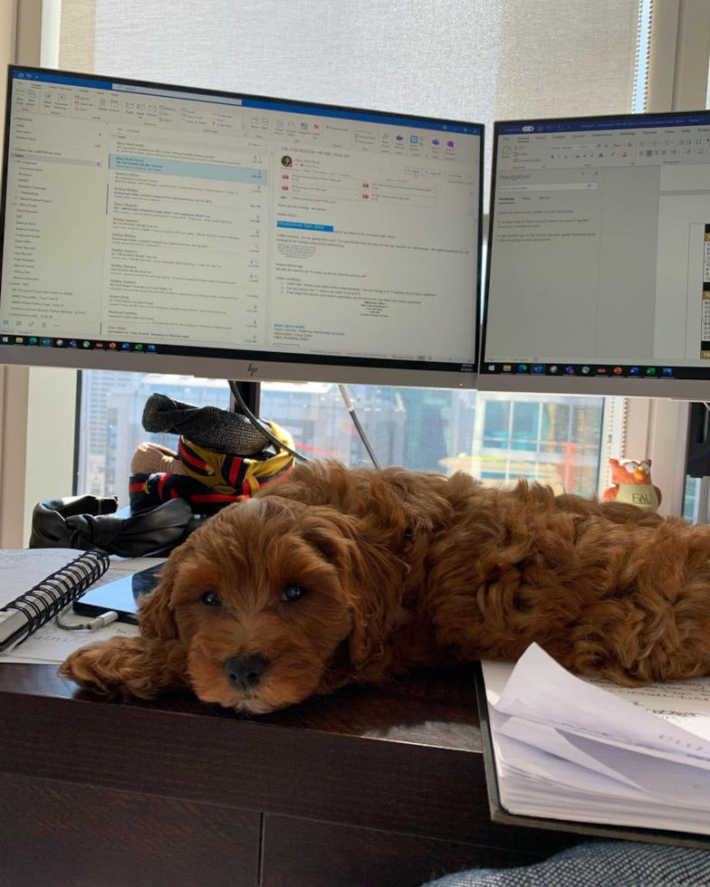 Energetic Cavoodle Poodle Mix Pup