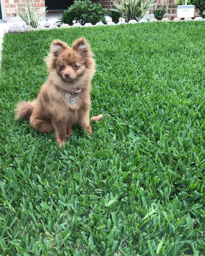 Funny Pomeranian Purebred Pup