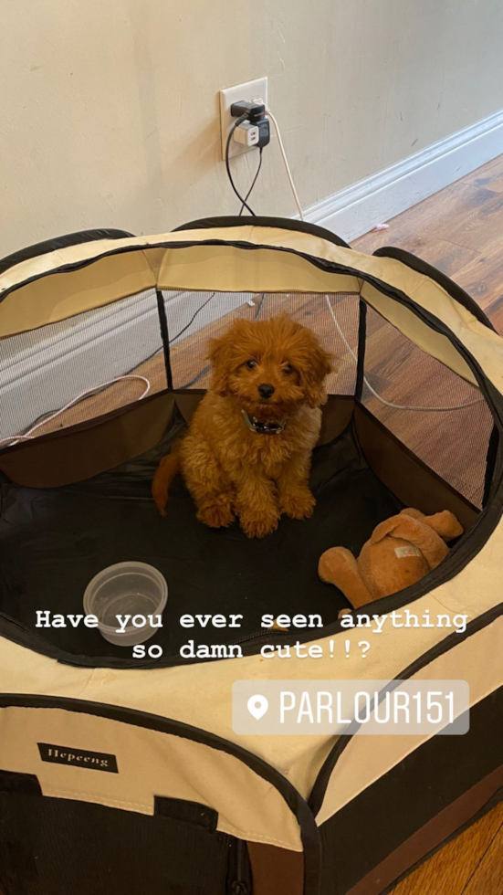 Happy Cavapoo Pup in San Mateo CA