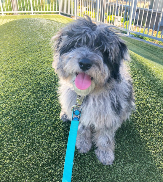 Happy Mini Aussiedoodle Pup in Naperville IL