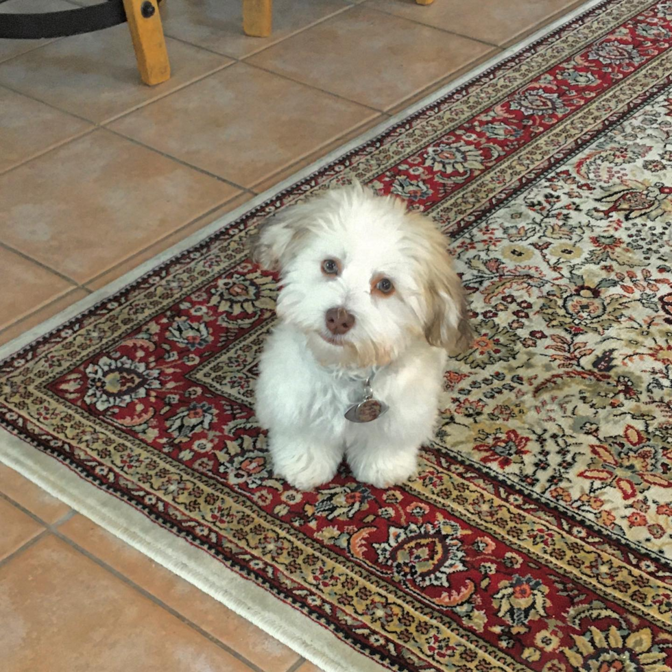 Havanese Being Cute