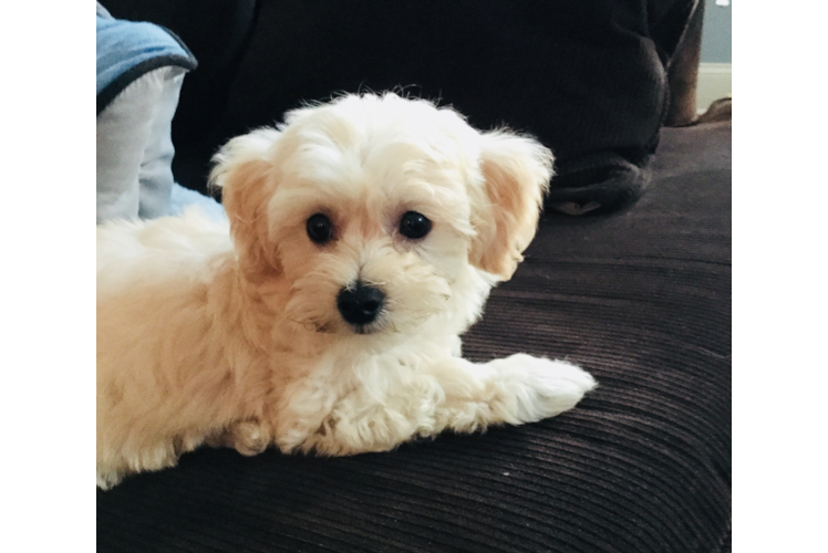 Maltipoo Puppy for Adoption