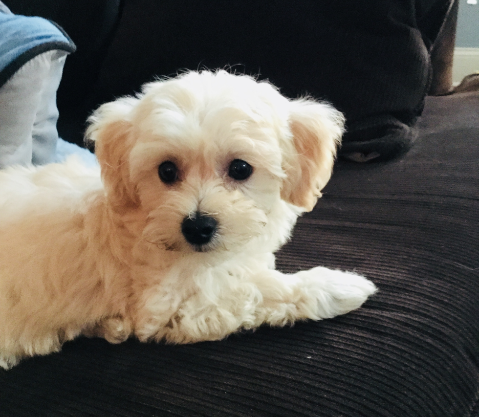 Funny Maltipoo Poodle Mix Pup