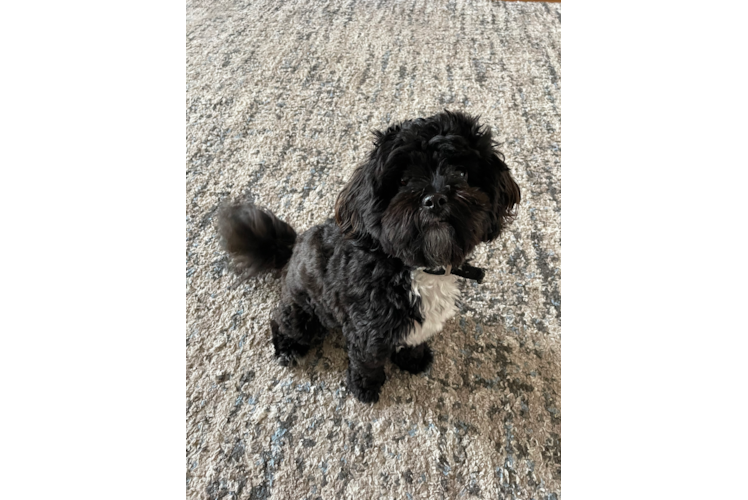 Little Shihpoo Poodle Mix Puppy