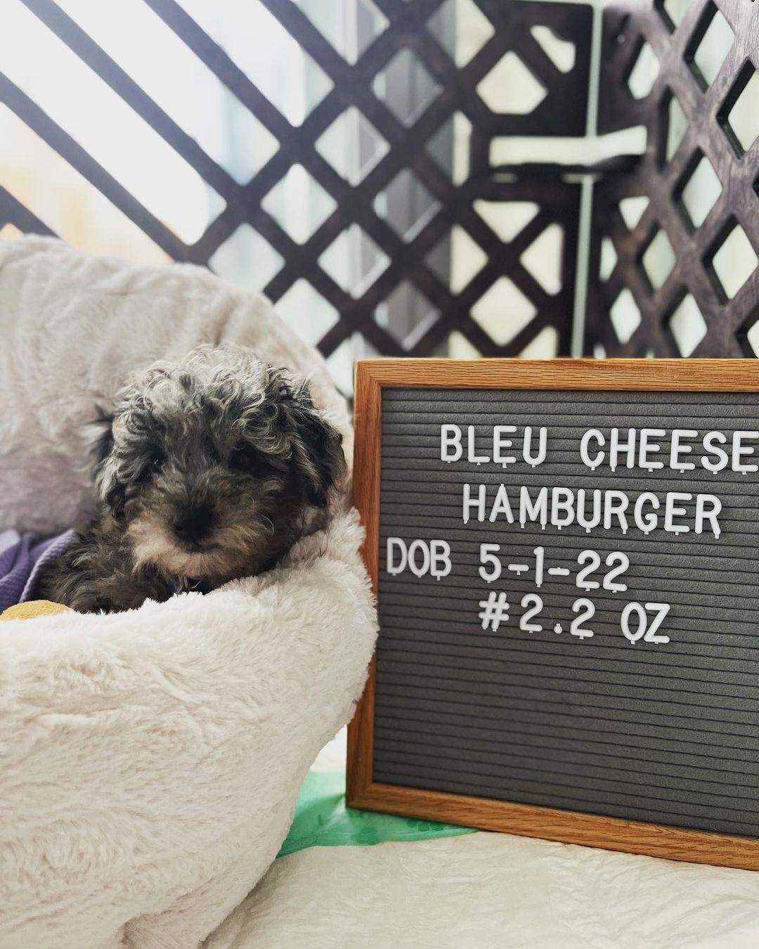 Poochon Pup Being Cute