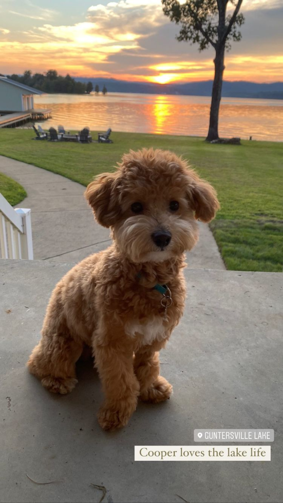 Hypoallergenic Bichpoo Poodle Mix Pup