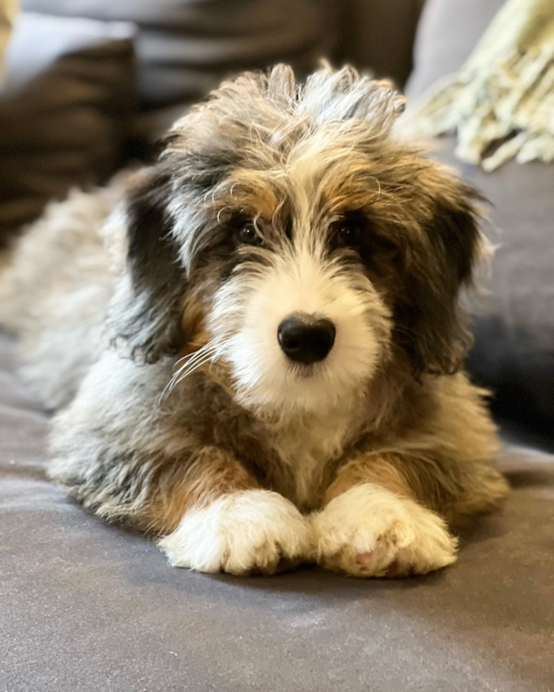 Cute Mini Bernedoodle Pup in New York NY