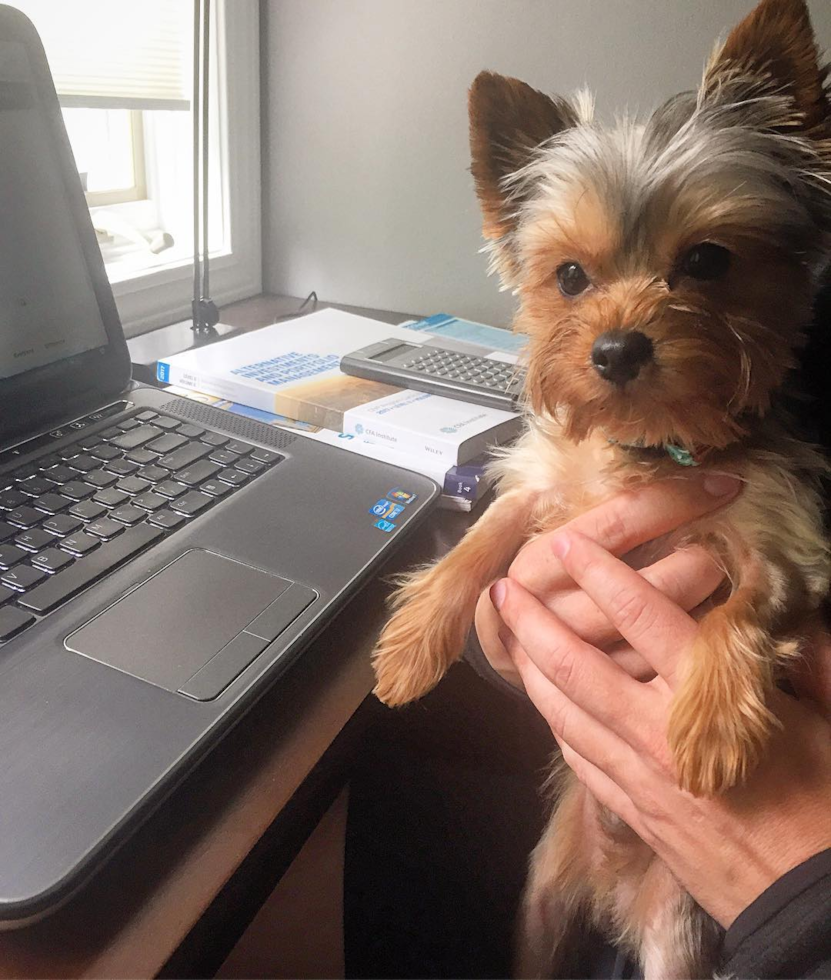 Friendly Yorkshire Terrier Purebred Pup