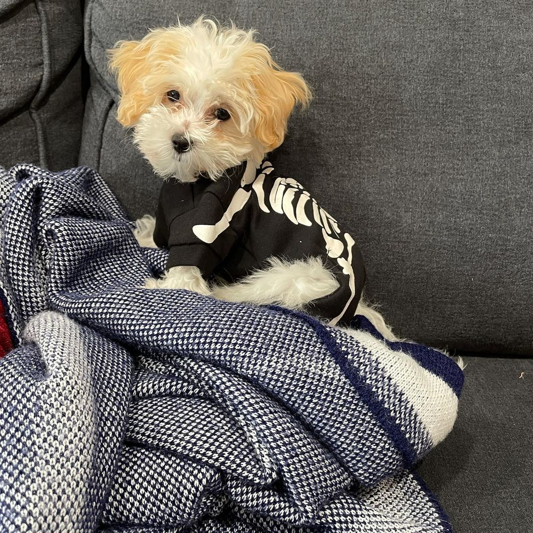 Small Maltipoo Baby