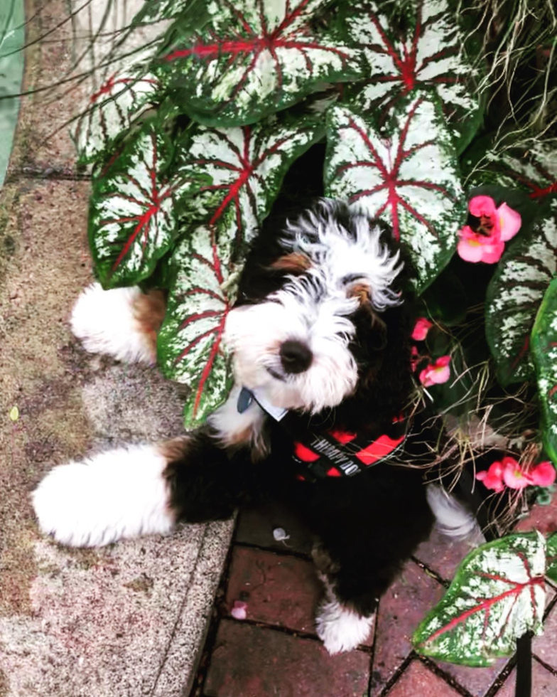 BLOOMFIELD HILLS Mini Bernedoodle Pup