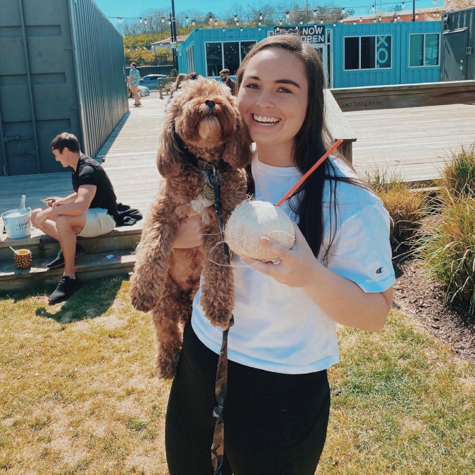 Sweet Cavapoo Pup