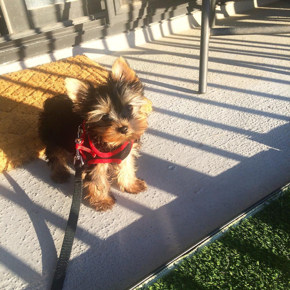 Ann Arbor Yorkshire Terrier Pup