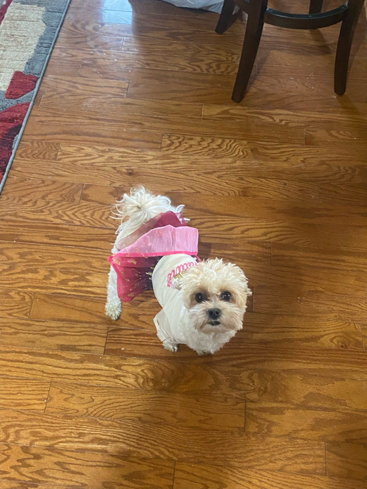 Sweet Teddy Bear Pup in Sumas WA