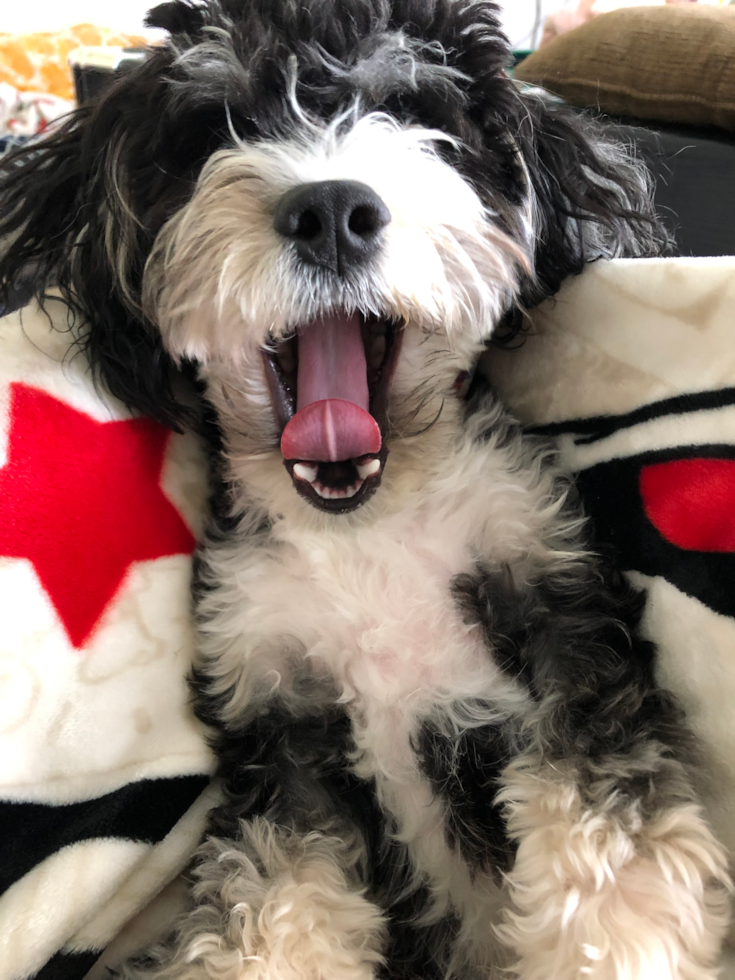 Aussiechon Pup