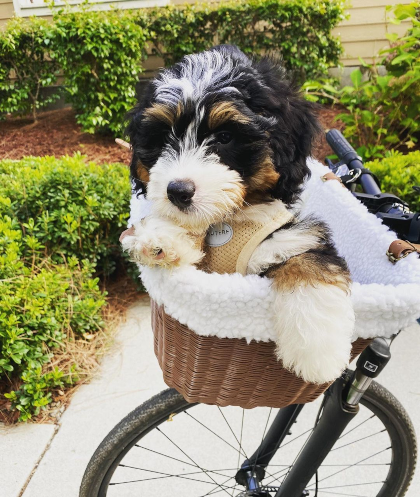 Mini Bernedoodle Being Cute